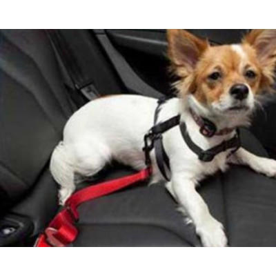 Ceinture de sécurité pour chien utile en voiture - Vêt'chien