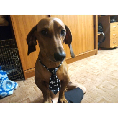 Cravate style musique pour chien - accessoire de vêtement - Vêt'chien