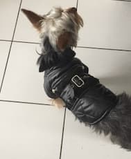 manteau élégant pour chien