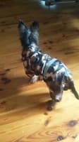 imperméable look chasse pour chien