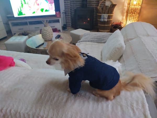 pull stylé pour chihuahua