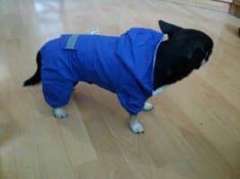 imperméable pour petit chien