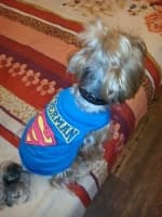 maillot superman pour petit chien