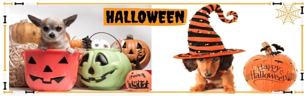 déguisement halloween pour chien